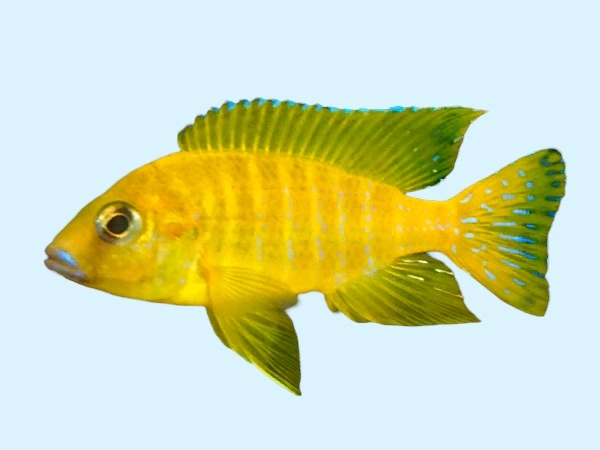 Gul Påfugle Cichlide (Aulonocara sp. Stuartgranti Maleri, Maleri Is.)
